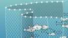 Bei manchen Fischfangmethoden landen besonders viele Tiere als Beifang im Netz. Infografik: Ringwaden | Bild: BR/Henrik Ullmann