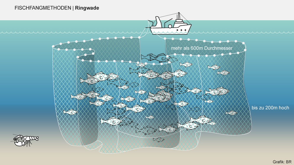 RaamKa Wurfnetz Finefish mit großem Ringguss Net Easy Throw Fang