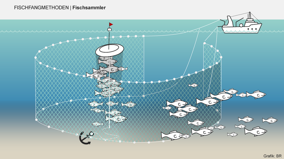 Bei manchen Fischfangmethoden landen besonders viele Tiere als Beifang im Netz. Infografik: Fischsammler | Bild: BR/Henrik Ullmann