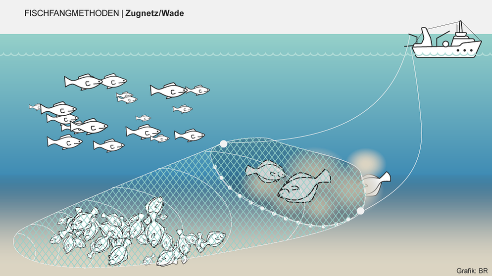 Bei manchen Fischfangmethoden landen besonders viele Tiere als Beifang im Netz. Infografik: Zugnetz/Wade | Bild: BR/Henrik Ullmann
