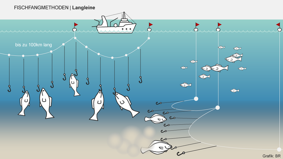 Manche Fischfangmethoden sorgen für besonders viel Beifang. Infografik: Langleine | Bild: BR/Henrik Ullmann