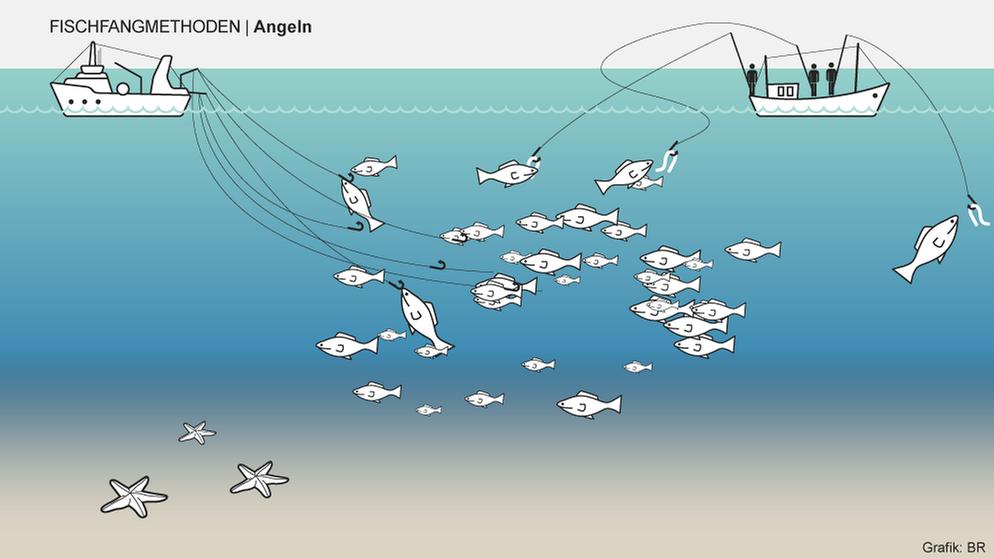 Manche Fischfangmethoden sorgen für besonders viel Beifang. Beim Angeln werden Fische zielgerichteter gefangen. Infografik: Angeln | Bild: BR/Henrik Ullmann