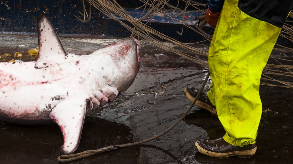 Beim Fischfang gibt es oft ungewollten Beifang: Hier ist ein Hai im Netz gelandet. | Bild: picture-alliance/dpa/hristoph Mohr