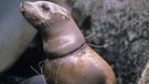 Ein Kalifornischer Seelöwe mit einem Stück Netz um den Hals. Ein Kalifornischer Seelöwe mit einem Stück Netz um den Hals. Viele Tiere enden ungewollt als Beifang in Fischernetzen - oder verheddern sich in vergessenen oder angespülten Netzen. | Bild: picture-alliance/dpa/WILDLIFE
