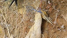 Ein Basstölpel, stranguliert von einem Fischernetz. Auch Vögel können beim Fischfang zum ungewollten Beifang werden: Vögel interessieren sich für die Köder oder gefangenen Fische, landen im Netz und ertrinken. Manche Vögel sterben an Land, weil sie sich in angespülten Netzen verheddern. | Bild: picture alliance / Arco Images GmbH