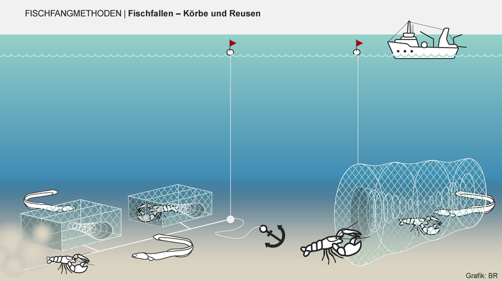 Manche Fischfangmethoden sorgen für besonders viel Beifang. Infografik: Fischfallen | Bild: BR/Henrik Ullmann