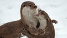 Zwei Fischotter im Schnee. Fischotter sind Einzelgänger. Nur zur Paarung kommen sie mit Artgenossen zusammen. Balgen gehört zum Liebesspiel. | Bild: picture-alliance/dpa