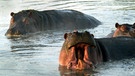 Flusspferde in der Serengeti | Bild: picture-alliance/dpa