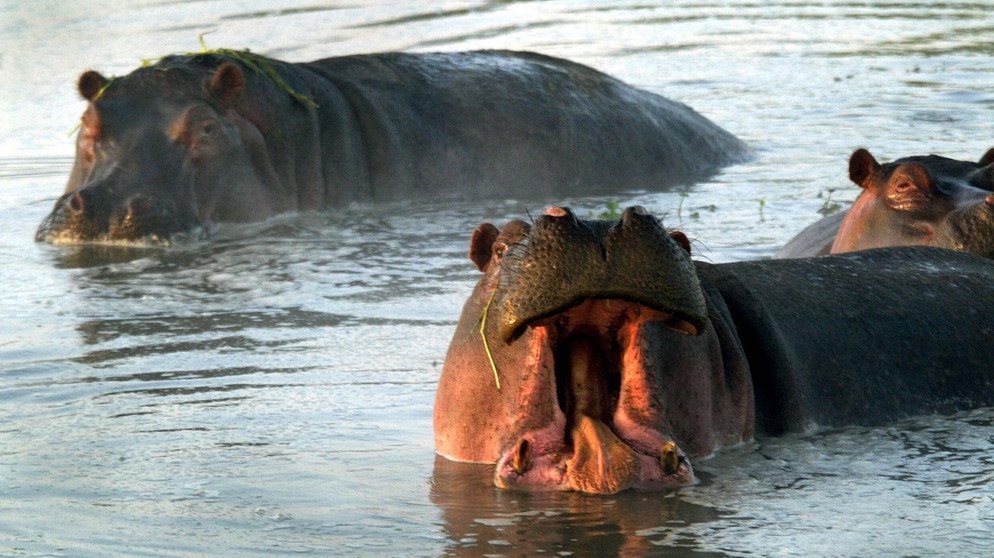 Flusspferde in der Serengeti | Bild: picture-alliance/dpa