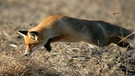 Rotfuchs auf Mäusejagd - Mäusesprung | Bild: Patrick Pleul/picture-alliance/dpa