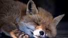 Ein schlafender Rotfuchs | Bild: Patrick Pleul/picture-alliance/dpa