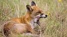 Ein Rotfuchs (Vulpes vulpes) liegt gähnend auf einer Wiese. | Bild: Patrick Pleul/picture-alliance/dpa