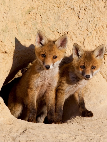 Zwei junge Rotfüchse blicken neugierig aus einem Fuchsbau. | Bild: Patrick Pleul/picture-alliance/dpa