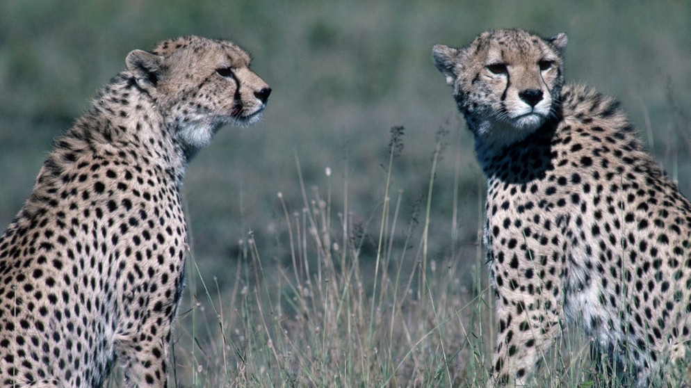 Geparden in der Serengeti | Bild: picture-alliance/dpa