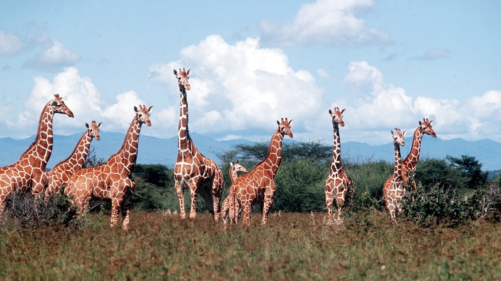 Giraffen in der Serengeti | Bild: picture-alliance/dpa