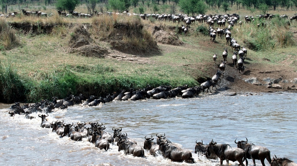 Gnus in der Serengeti | Bild: picture-alliance/dpa