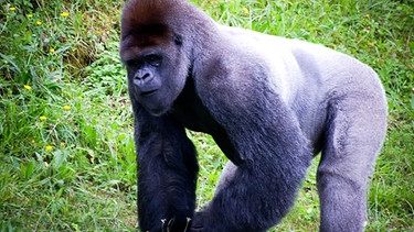 Ein großer Gorilla mit Silberrücken steht auf einer Wiese. Viele Menschenaffen gelten als bedroht und brauchen unseren Schutz.  | Bild: colourbox.com