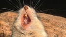 Die Grashüpfermaus, die einzige fleischfressende Maus Nordamerikas. | Bild: picture-alliance/dpa/Photoshot