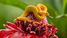 Greifschwanz-Palmlanzenotter (Bothriechis schlegelii) auf einer roten Blüte, Fackelingwer (Etlingera elatior), Mexiko, Mittelamerika | Bild: picture alliance/imageBROKER