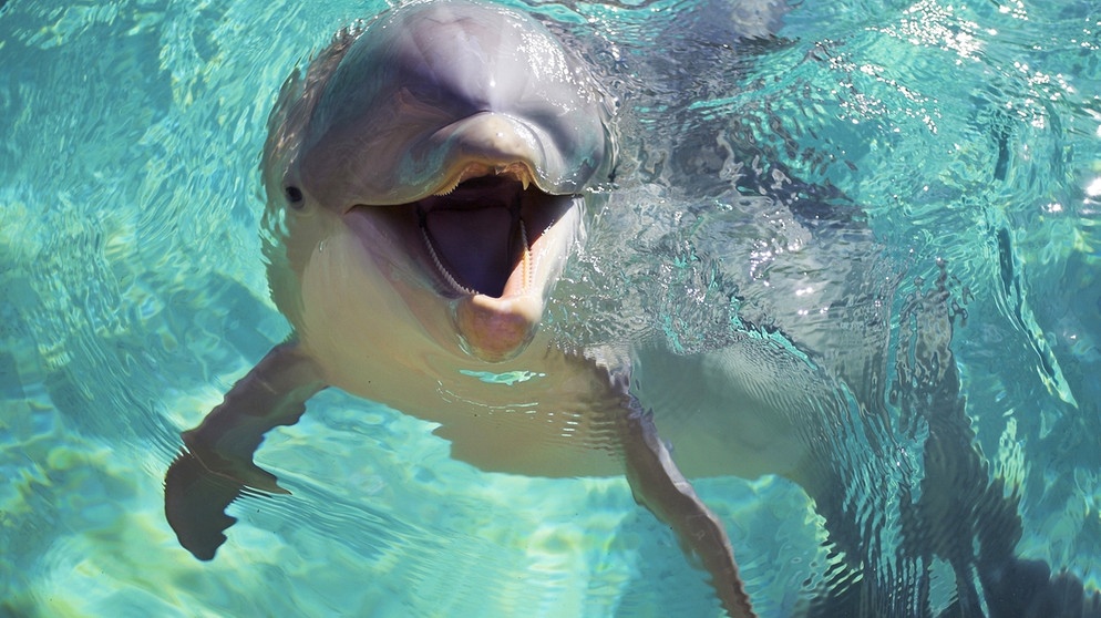 Delfine: Die intelligenten Meeressäuger | Tiere | Natur | Wissen