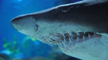 Weißer Hai - Gebiss | Bild: picture-alliance/dpa
