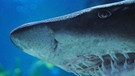 Weißer Hai - Gebiss | Bild: picture-alliance/dpa