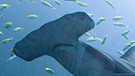 Hammerhai im Aquarium | Bild: picture-alliance/dpa