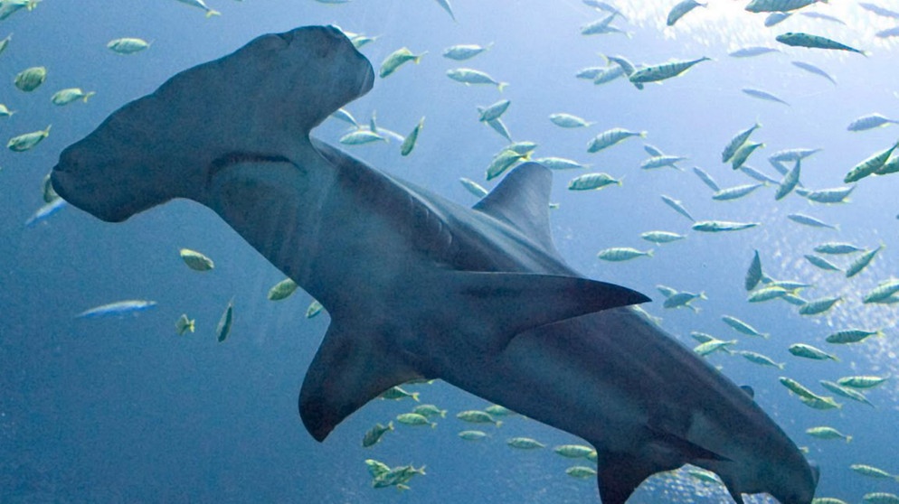 Hammerhai im Aquarium | Bild: picture-alliance/dpa