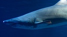 Hai: Sandtigerhai im Ozeaneum in Stralsund | Bild: picture-alliance/dpa