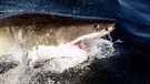 Hai: Weißer Hai auf Reisen | Bild: picture-alliance/dpa