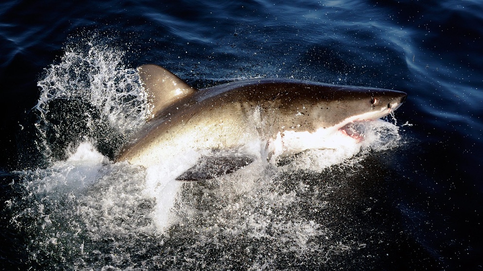 Hai: Weißer Hai auf Reisen | Bild: picture-alliance/dpa