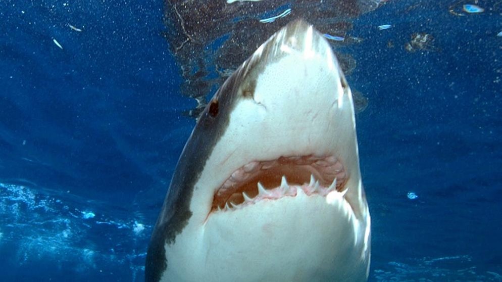 Weißer Hai: Haie besitzen ein Revolvergebiss. Kurz vor dem Zubeissen hat er die Nickhaut uber die Augen gezogen. | Bild: picture alliance / WILDLIFE