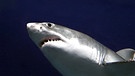 Weißer Hai | Bild: picture-alliance/dpa