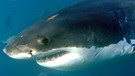 Weißer Hai im Indischen Ozean | Bild: picture-alliance/dpa