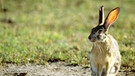 Hase in der Serengeti | Bild: picture-alliance/dpa