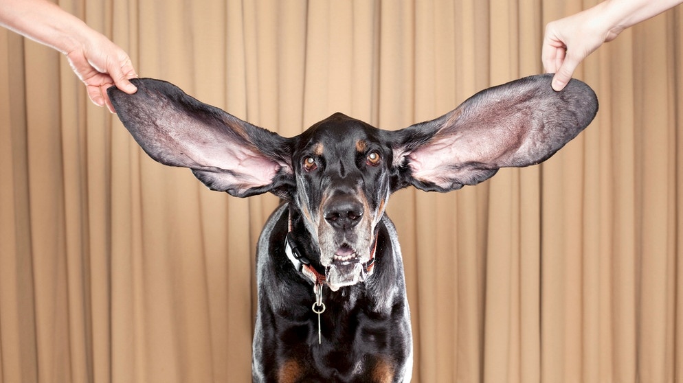 Black and Tan Coonhound mit langen Ohren | Bild: picture-alliance/dpa
