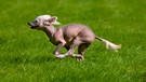 Ein braunhäutiger chinesischer Nackthund rennt über eine Wiese (Ansicht von der Seite) | Bild: picture alliance / imageBROKER | J. De Meester