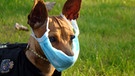Eine Studie italienischer Wissenschaftler bestätigt: Mit dem Coronavirus SARS-CoV-2 infizierte Menschen können Hunde und Katzen anstecken. Im Bild:
Hund mit Atemschutzmaske | Bild: picture alliance / dpa/ Fotograf: Jian Zheng