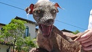 Hässlichster Hund der Welt von 2005 | Bild: picture-alliance/ dpa/dpaweb | DB Handout