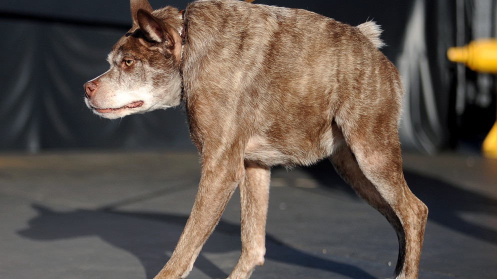 Einer der hässlichsten Hunde der Welt | Bild: picture alliance / dpa | Josh Edelson