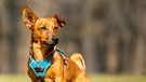 Kleiner brauner Terrier mit türkisfarbenem Harnisch, ein Ohr steht nach oben ab. | Bild: picture alliance / Zoonar | David Freigner
