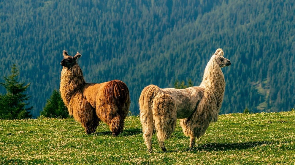 Drei wollige Lamas in den Bergen der Dolomiten auf einer Wiese, im Hintergrund ein bewaldeter Berghang. | Bild: picture alliance / Zoonar | bernhard klar