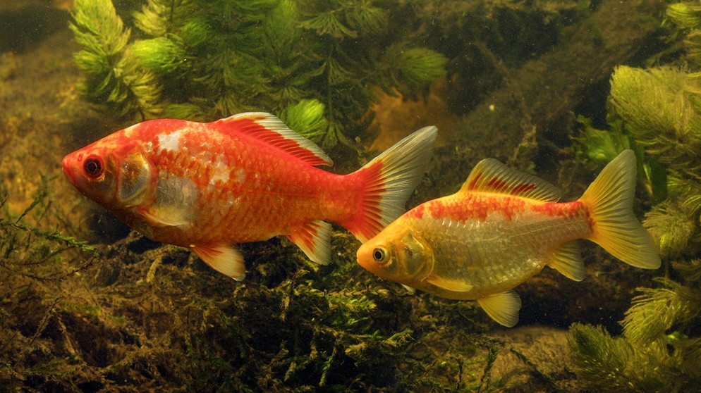 Goldfische im Aquarium. | Bild: picture alliance / blickwinkel/A. Hartl | A. Hartl