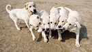 Six-Pack: Geklonte Drogen-Schnüffelhunde der Polizei in Südkorea | Bild: picture-alliance/dpa