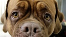 Trauriger Blick einer Bordeaux-Doggen-Hündin. Der Blick von Hunden berührt uns mehr als der von anderen Tieren. Nach einer neuen Studie liegt das an einem speziellen Muskel der Hunde. | Bild: picture-alliance/ Fotograf: Daniel Karmann