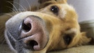 Hunde-Spürnasen können schlapp machen, wenn der Hund krank ist: 7 Tipps für ein langes Hundeleben | Bild: picture-alliance/blickwinkel