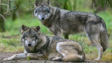 Zwei Wölfe: Obwohl alle heutigen Hunde vom Wolf abstammen, ist nicht bekannt, wann, wie oft und wo das genau passiert ist.  | Bild: picture alliance/dpa/dpa-Zentralbild | Patrick Pleul