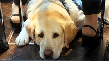Golden Retriever als Blindenhund | Bild: picture-alliance/dpa