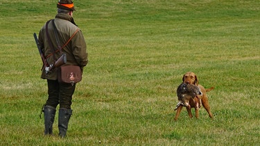 Hunde-Spürnasen: Jagdhund apportiert einen Feldhasen | Bild: picture alliance / Alois Litzlbauer