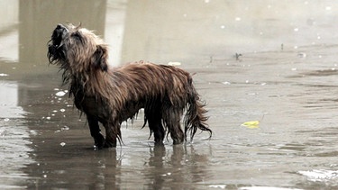 Jaulender Hund steht im Wasser | Bild: picture-alliance/dpa